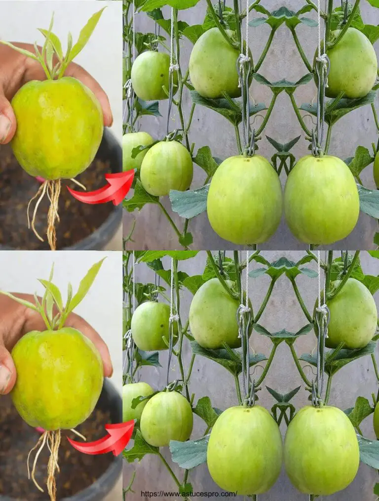 Einfache Technik für den Anbau von Melonen, ohne Geld für Pflanzen auszugeben