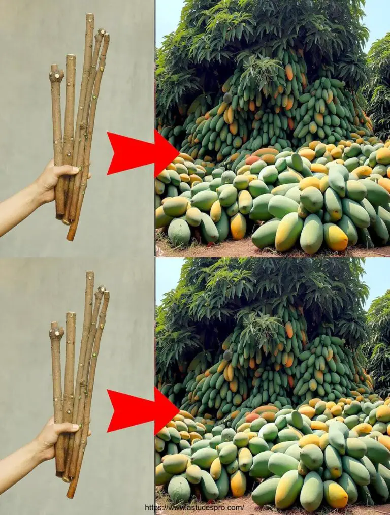 Revolutionäre Technik der Mango-Kultivierung durch Zweige, um die schnellste Superfrucht zu erhalten