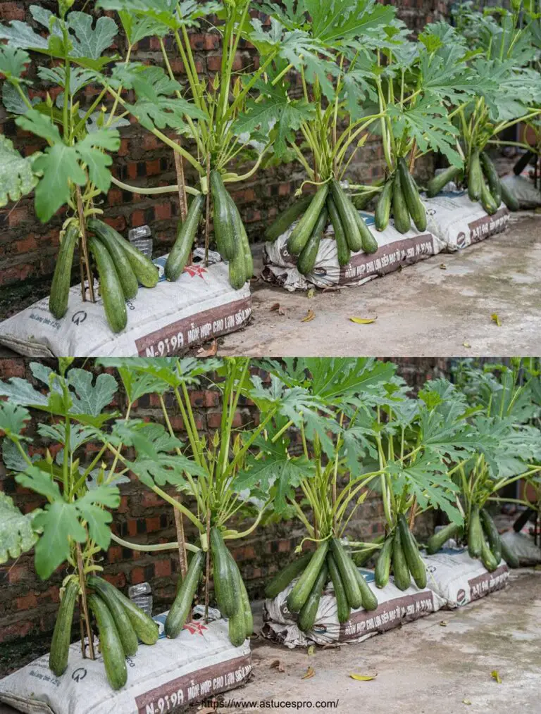 Tun Sie es mir, und Sie haben Zucchini-Pflanzen mit Früchten wie diese.