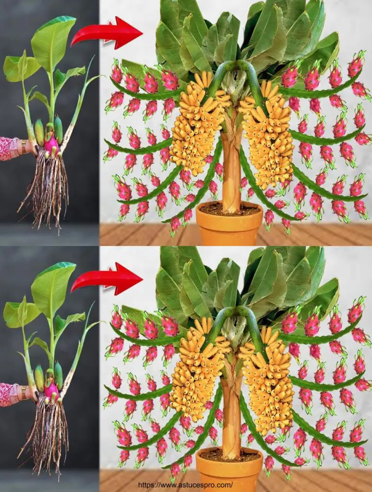 Einzigartige Technik, um Bananen lecker zu machen, indem sie mit anderen Früchten kombinieren