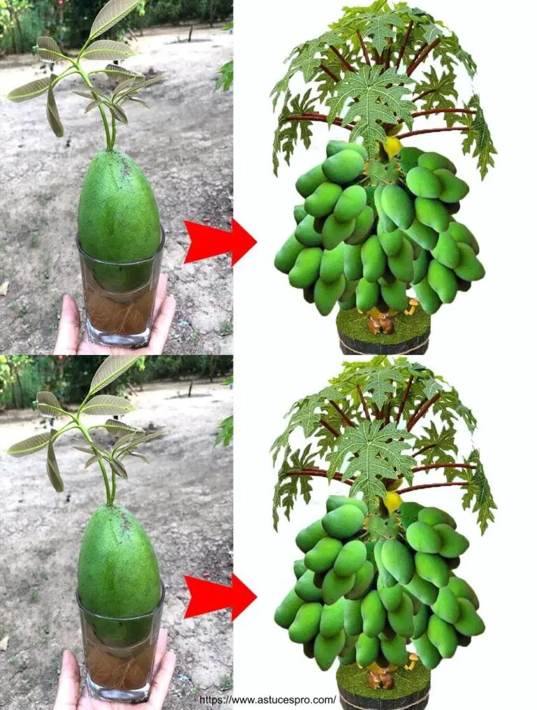 Einzigartige Technik der Mangotransplantation auf Papaya, um eine Superfrucht zu erhalten