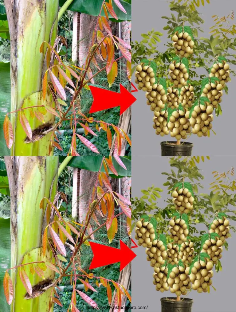 Longane Baum wächst aus Bananenbaum und produziert Früchte schnell