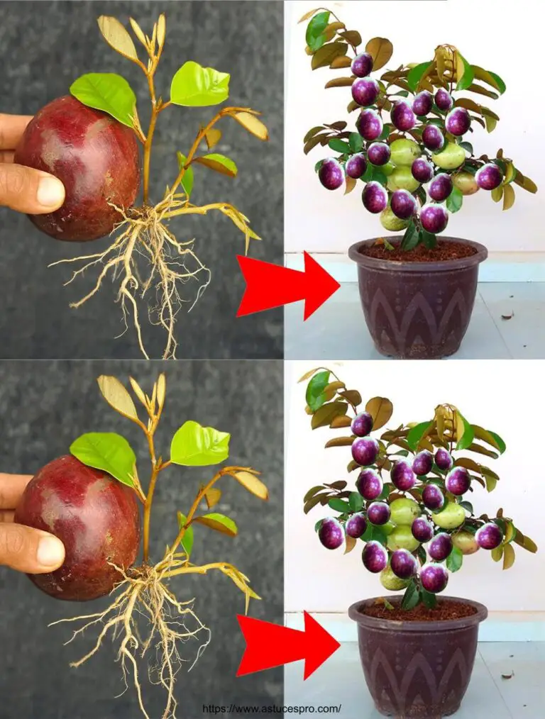 Beste Technik, um einen Carambole Baum aus Obst zu wachsen, mit einem Geheimnis für viele Kulturen!