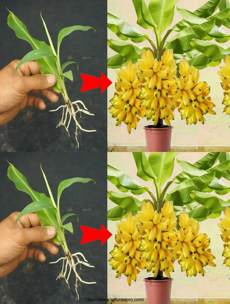 Kreative Techniken zum Anbau von Bananenbäumen mit Bananenblättern sind unglaublich groß.