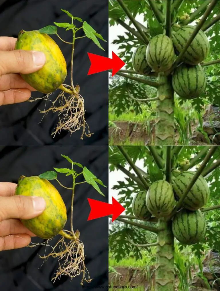 Papaya Anbautechnik für neue Papaya Obstbäume