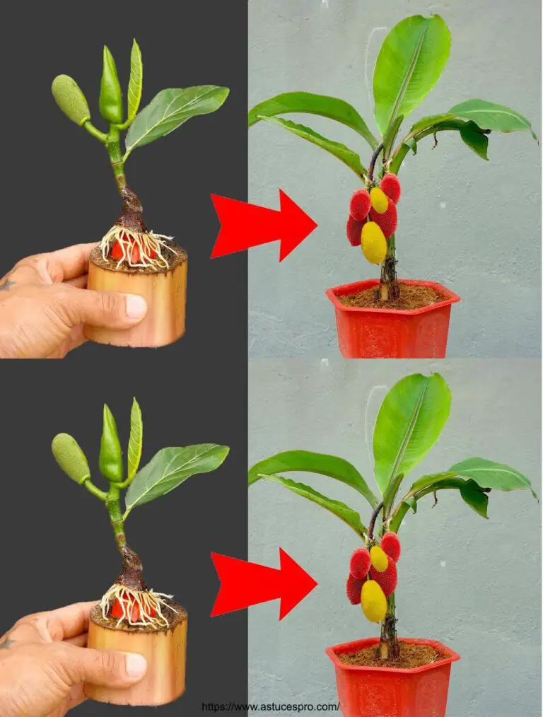 Einfache Methode zur Pfropfung von Jacquier auf Bananenbäumen: ideal für Anfänger