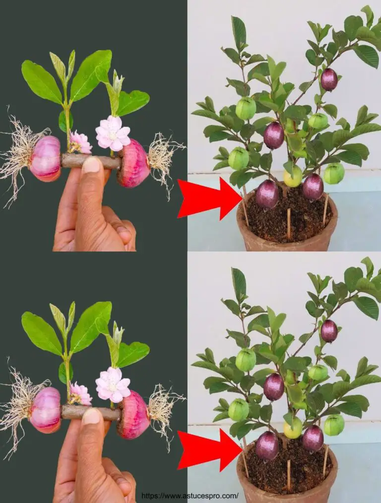 Technik der Guave Assoziation mit lila Zwiebel für einzigartige Obstbäume