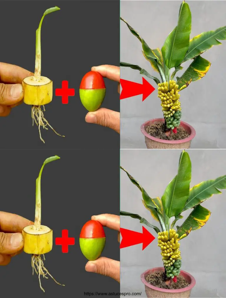 Gesungen durch die Technik des Anbaus eines Bananenbaumes aus einer Bananenfrucht