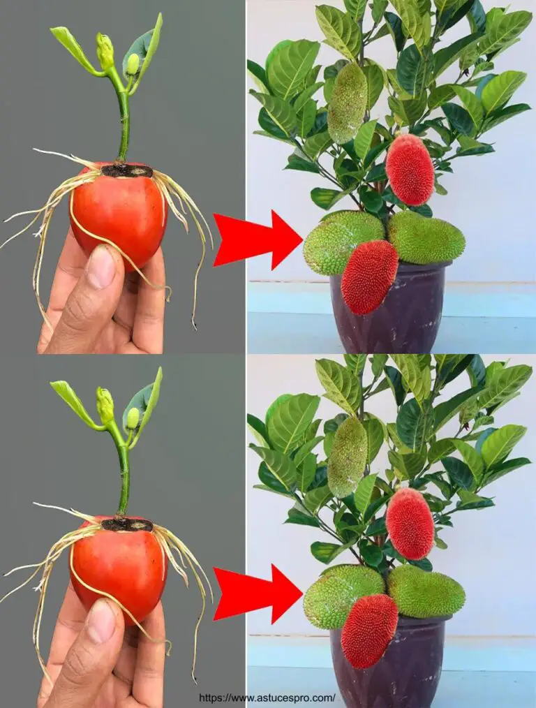 Beste Methode, um Jacquier Bäume für schöne rote Früchte zu wachsen