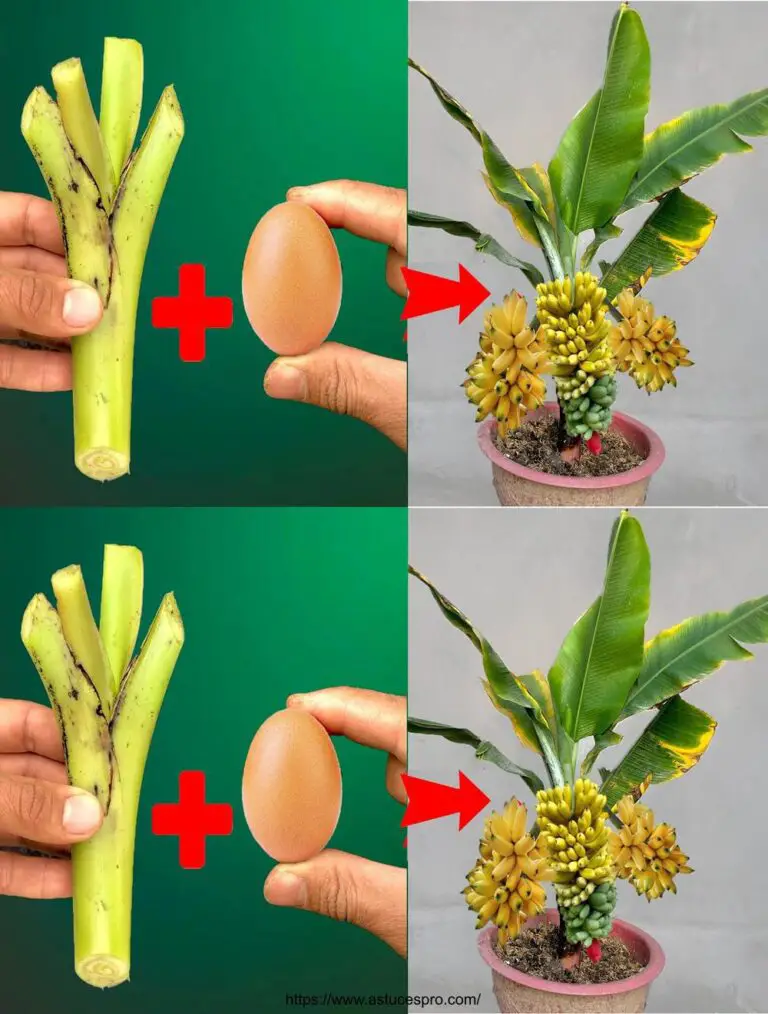 Die neueste einzigartige Technik Bananen aus ihren Spitzen zu wachsen