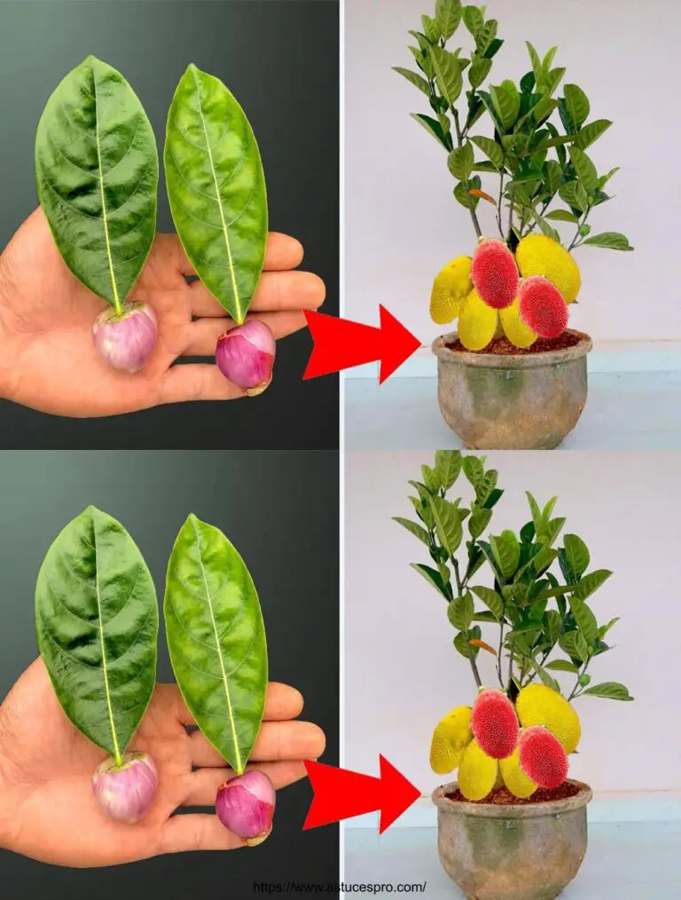 Beste Methode zum Wachsen von roten Jacque mit Blättern