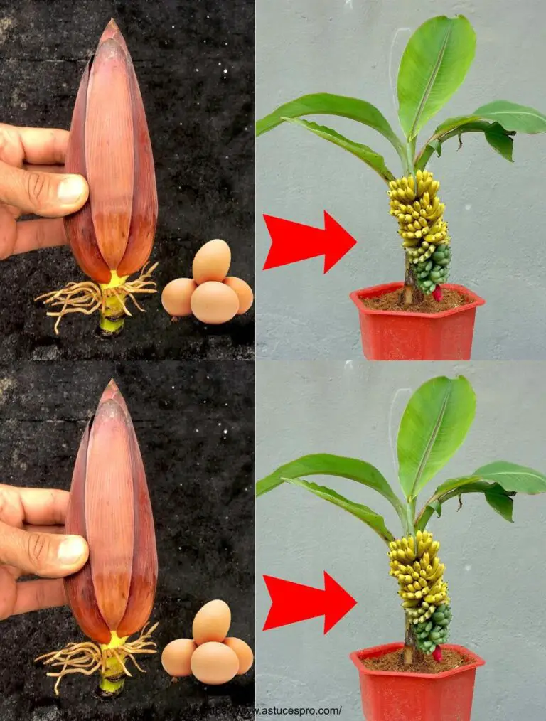 Wie Bananen von Bananenblumen für Anfänger wachsen