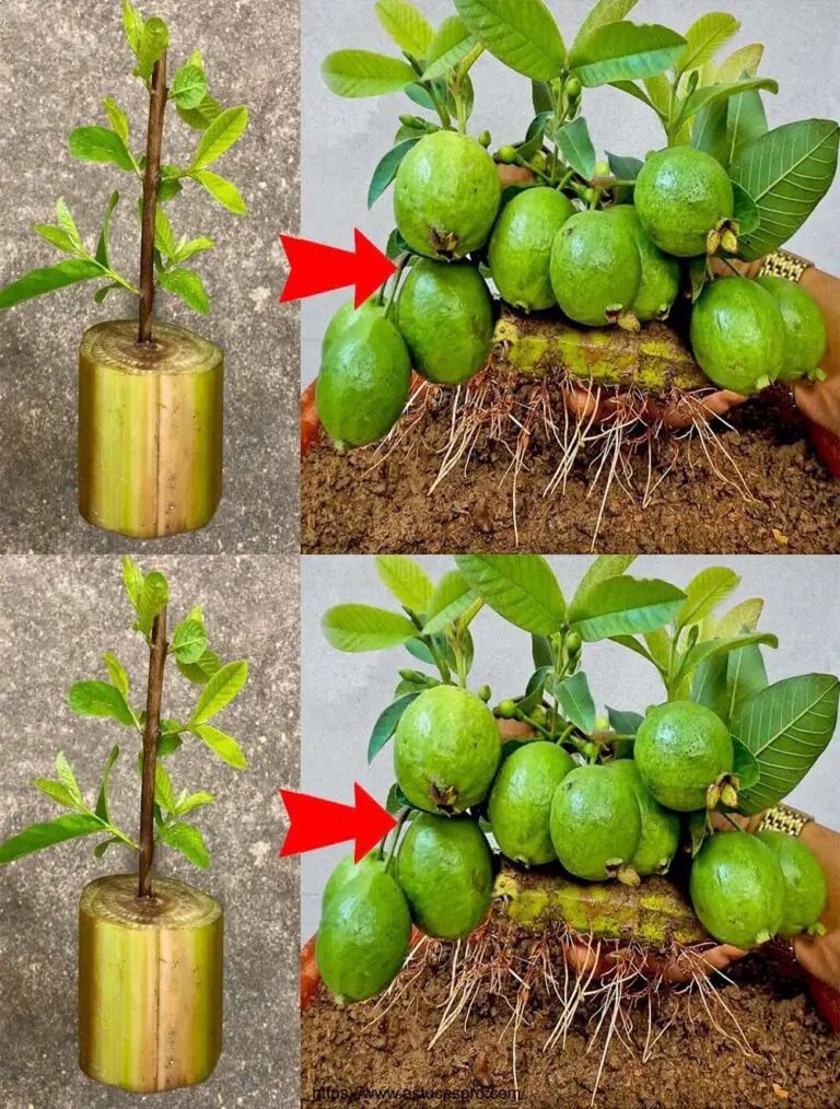 Wie die gepfropfte Guave auf einem Bananenbaum zu wachsen, um Früchte mit Blitzgeschwindigkeit zu erhalten