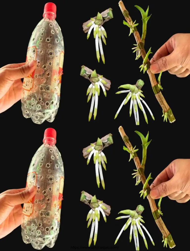 Stellen Sie trockene Zweige von Dendrobium Orchidee im Glas! Plötzlich hat jeder Knoten geschlüpft