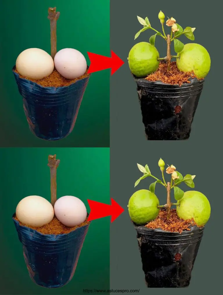 Beste Methode, schnell wachsen Guave Bäume und Obst