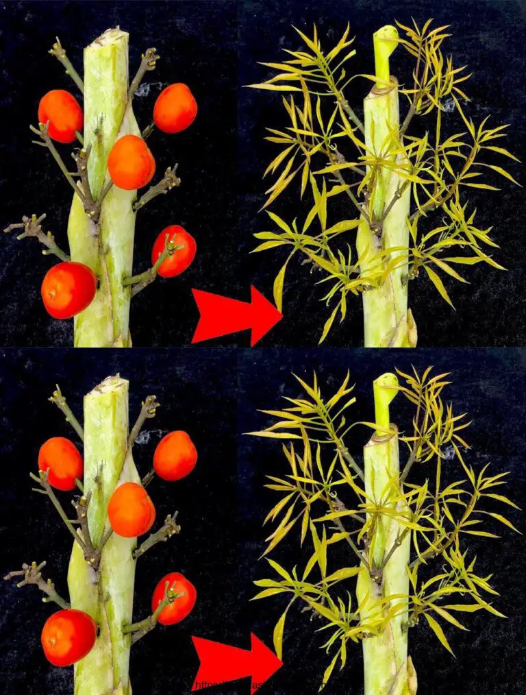 Die Technik der Pfropfung von Mangozweigen auf Bananenbäumen begünstigt schnelles Wachstum von Zweigen