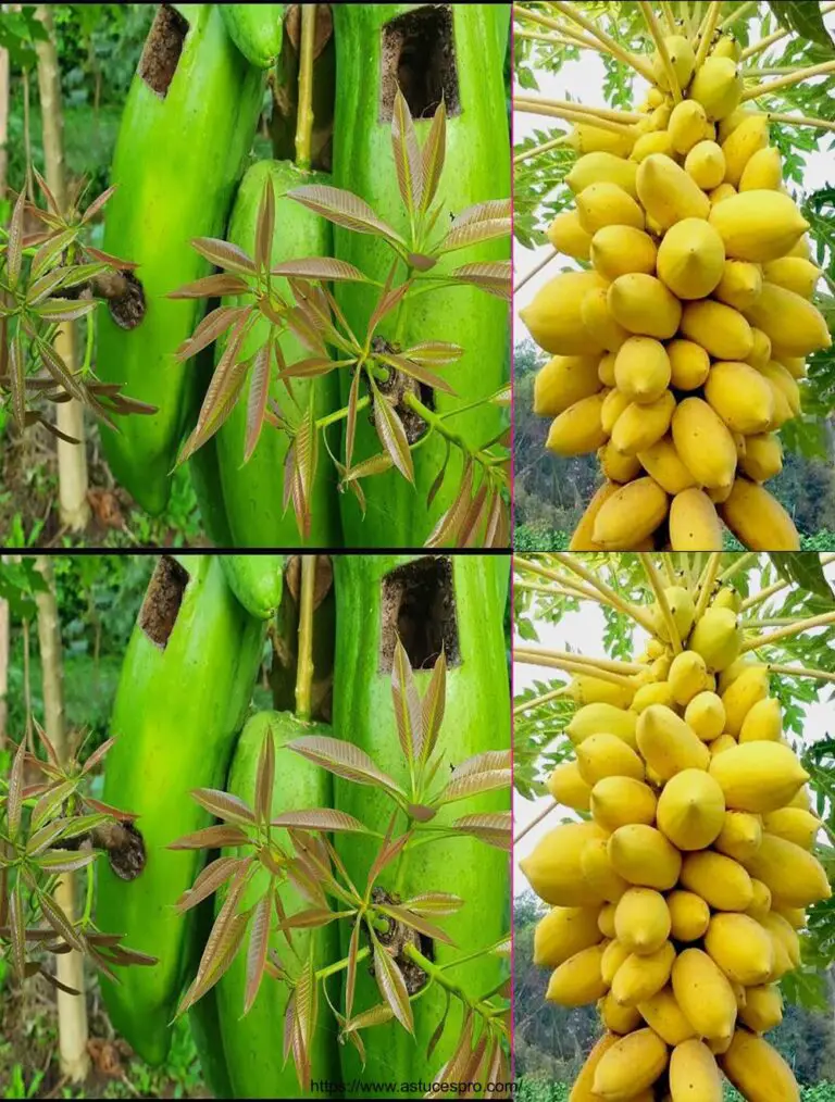 Beste Methode der Mango-Pfropfung mit der Aloe Vera in Papaya-Frucht