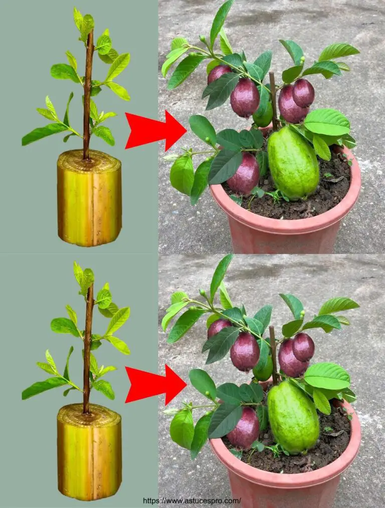 Verwenden Sie Bananenbäume, um Goyaviere schnell zu verbreiten und Früchte zu ernten