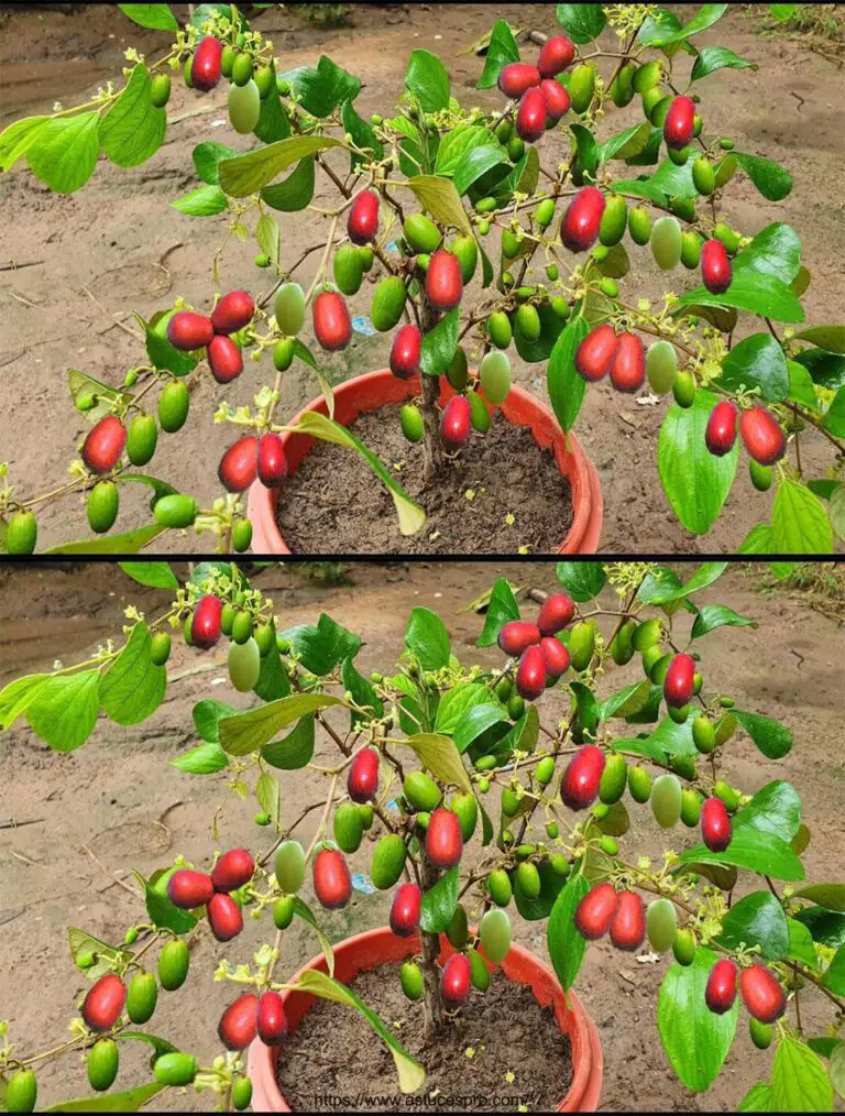 Wie man schnell Jujube-Pflanzen mit Erde Äpfel für schnelle Pflanzenwachstum verbreiten