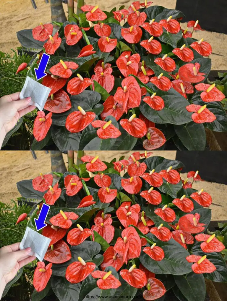 Dass nur ein Paket anthurium jemals so viel geblüht hat