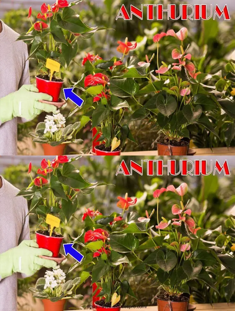 Bio-Naturdünger für eine unerschöpfliche Blüte des Anthuriums