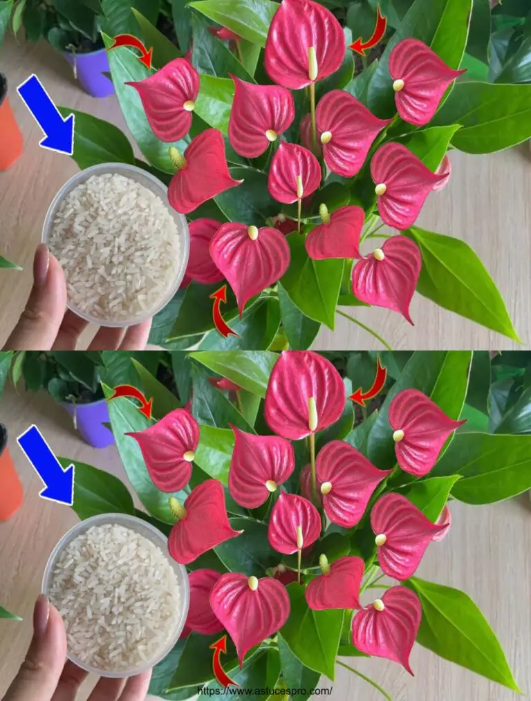 Magische Spitze, um die anthurium Blüte das ganze Jahr über zu machen: ein natürlicher Dünger