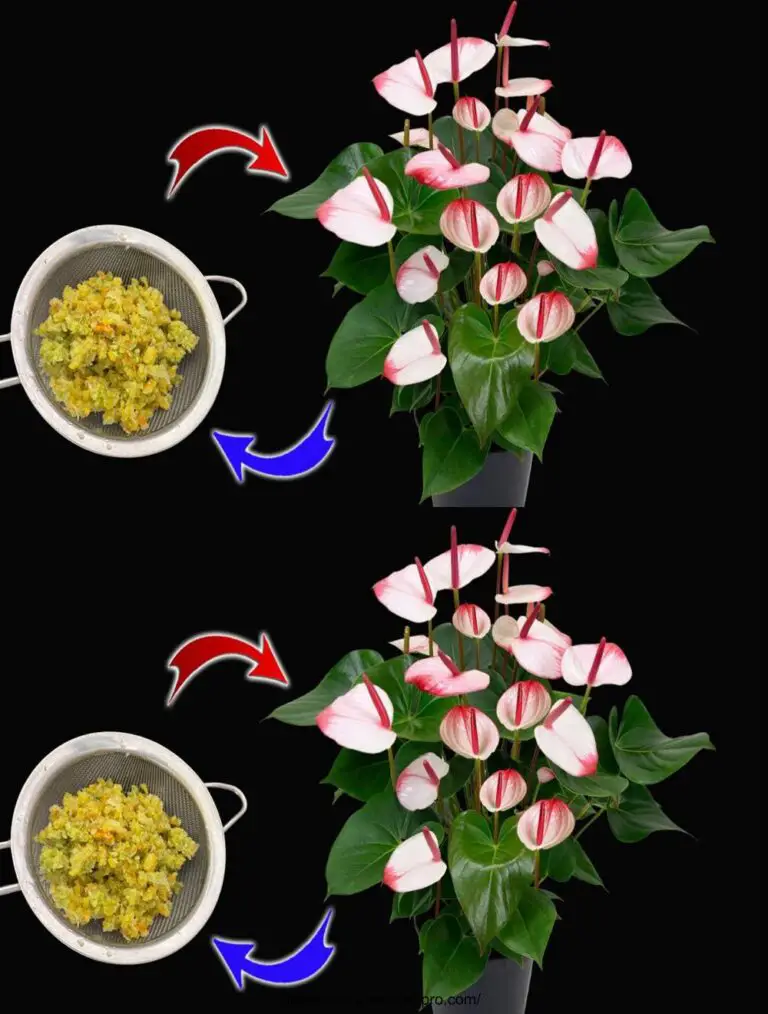 Nur diese Mischung macht sofort blühen das Anthurium mit vielen schönen Blumen