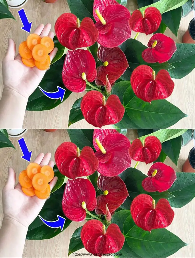 Das magische Geheimnis, um Ihre Anthurium Blume schnell zu machen