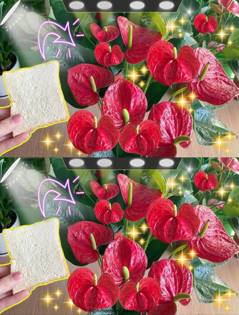 Nur ein Stück Brot kann die Anthurium Blüte für 6 Monate machen