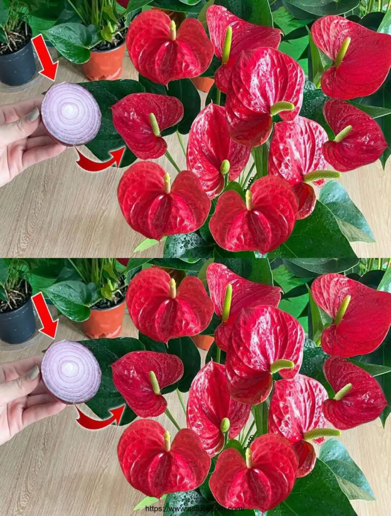 Ein paar Zwiebelscheiben, um die Anthurium Blüte für immer zu machen