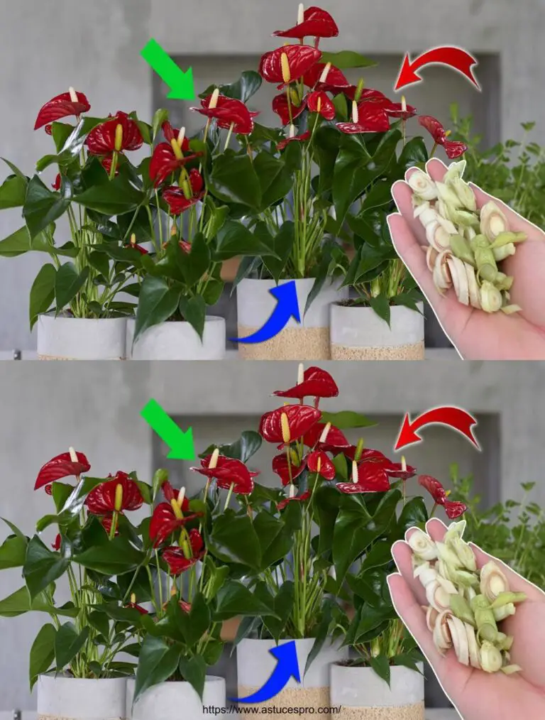 Versuchen Sie es jetzt! Es hilft dem Anthurium, schöne Blumen natürlich zu blühen.