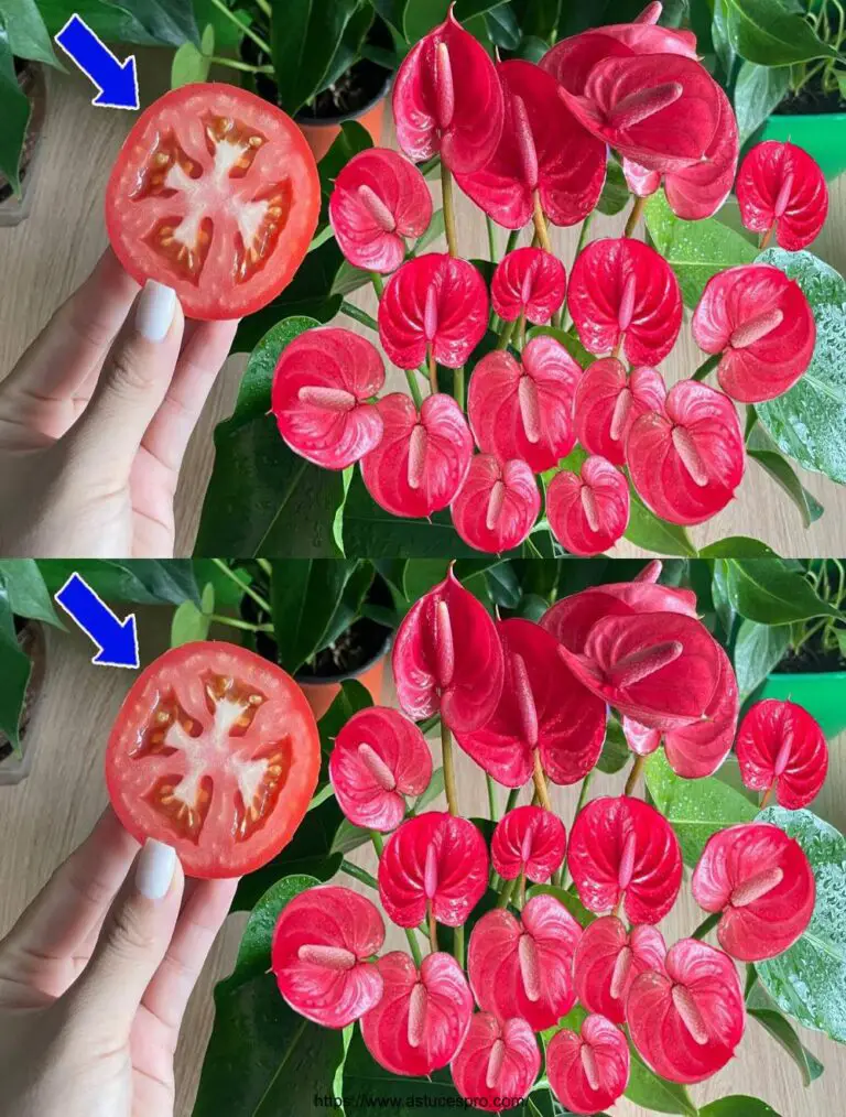 Nur ein Stück Tomaten, Anthurien blühen endlos