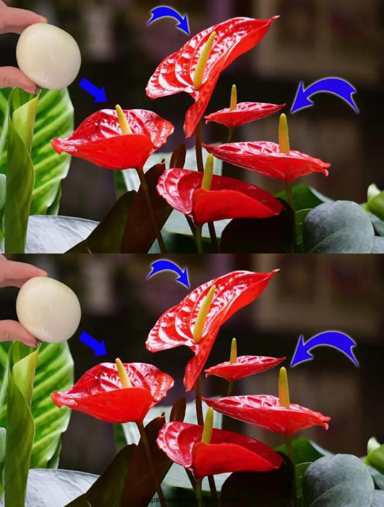 Machen Sie Ihre Anthurium blüht das ganze Jahr über mit diesem natürlichen Dünger!