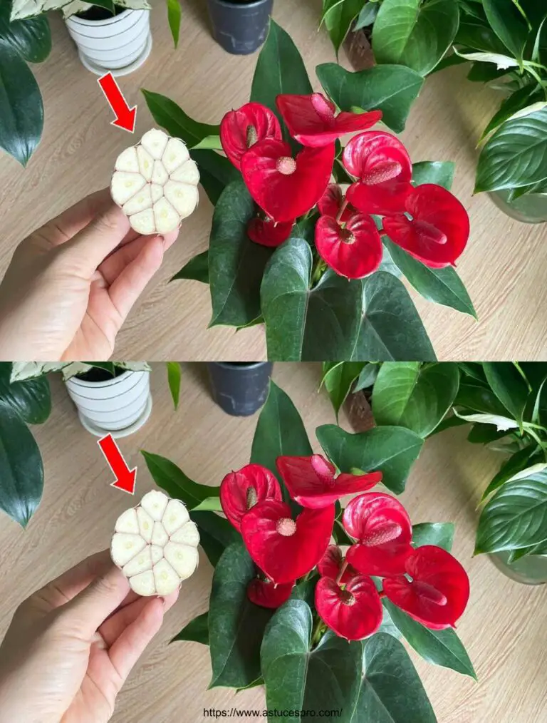 Mit nur 1 Knoblauchzehe ist das Anthurium gesund und blüht mit einer Vielzahl von magischen Blumen.