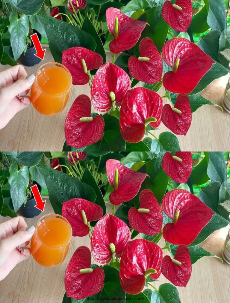 Nur ein Glas Karottensaft pro Monat, die Blumen blühen das ganze Jahr über