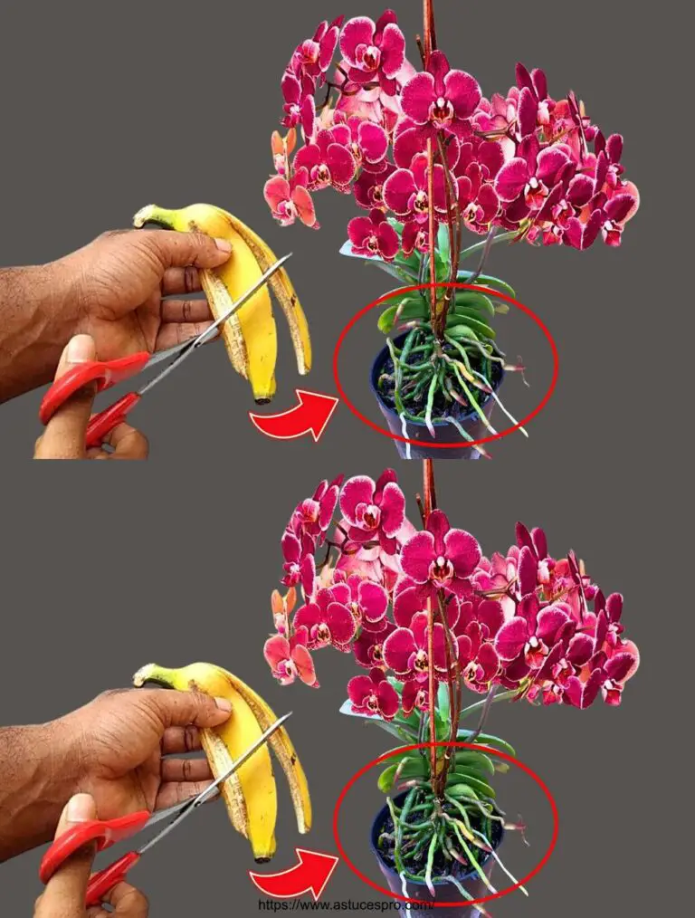 Unter jeder Orchideee blüht das ganze Jahr über in völliger Einfachheit!