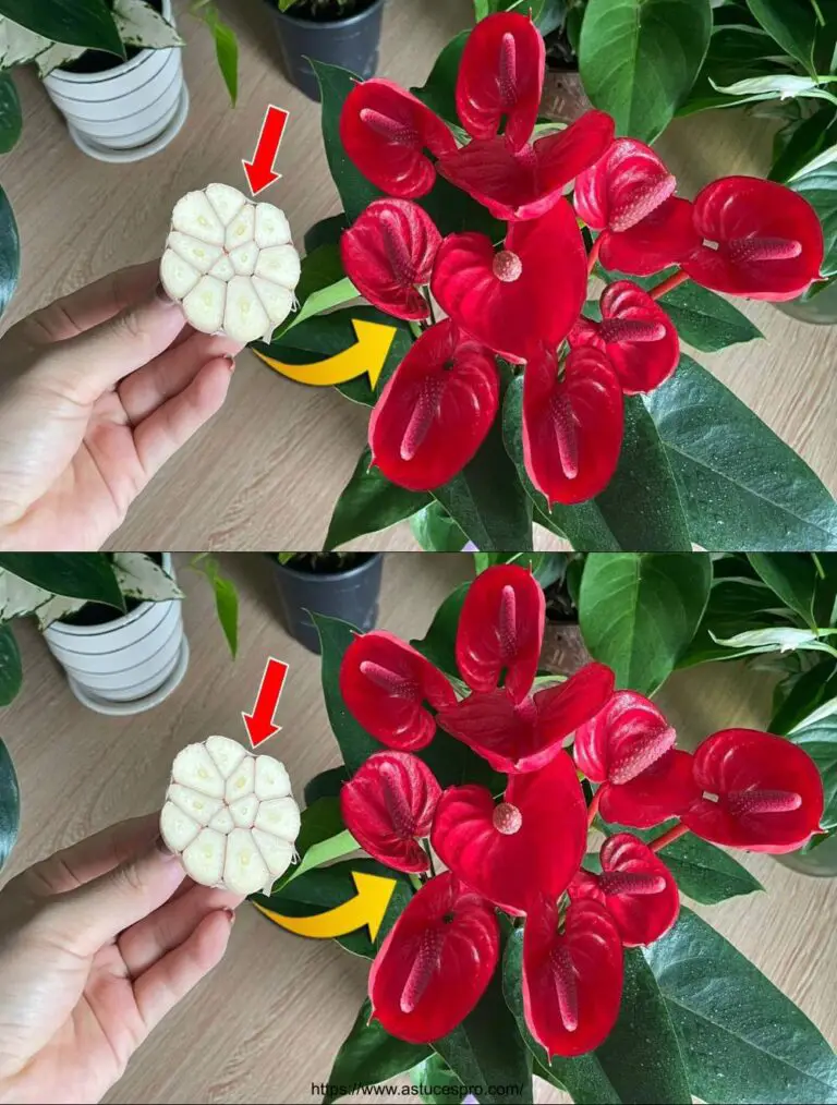 Nur ein Stück Knoblauch wird das Anthurium mit so vielen schönen Blumen platzen