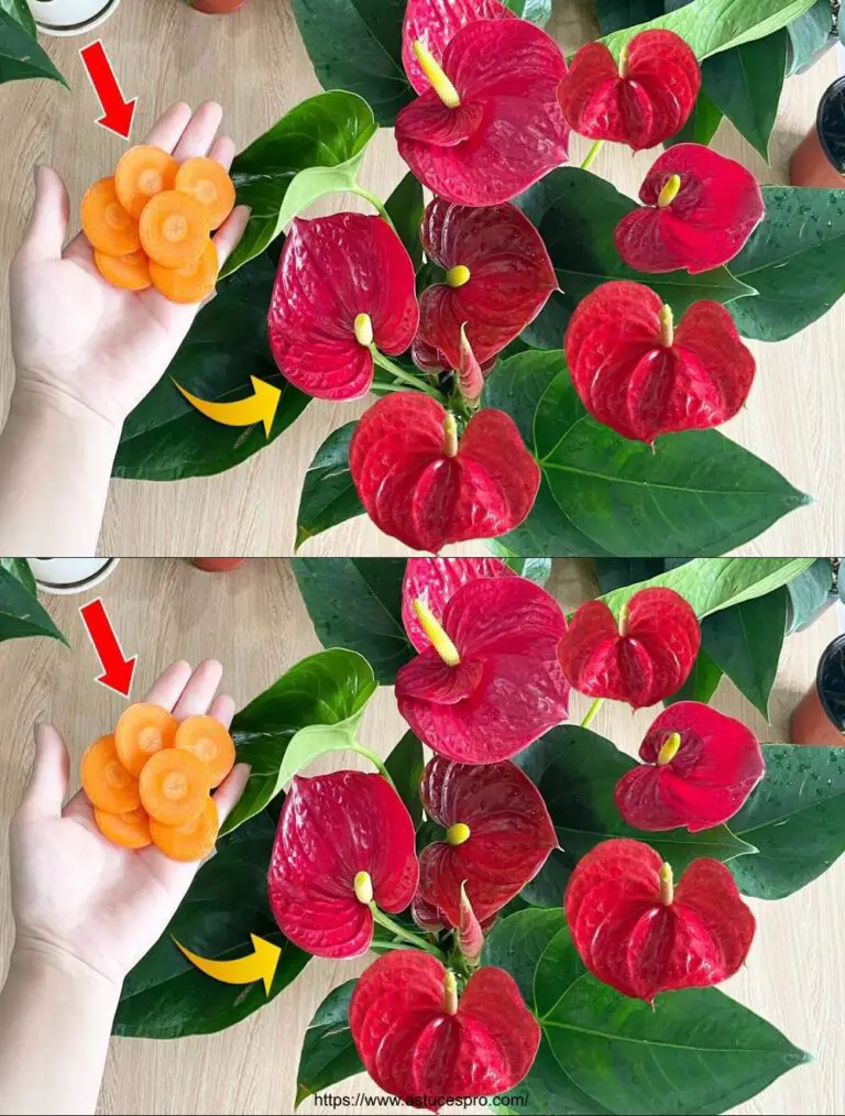 Ein Stück Karotte wird explodieren Anthurium mit so vielen schönen Blumen