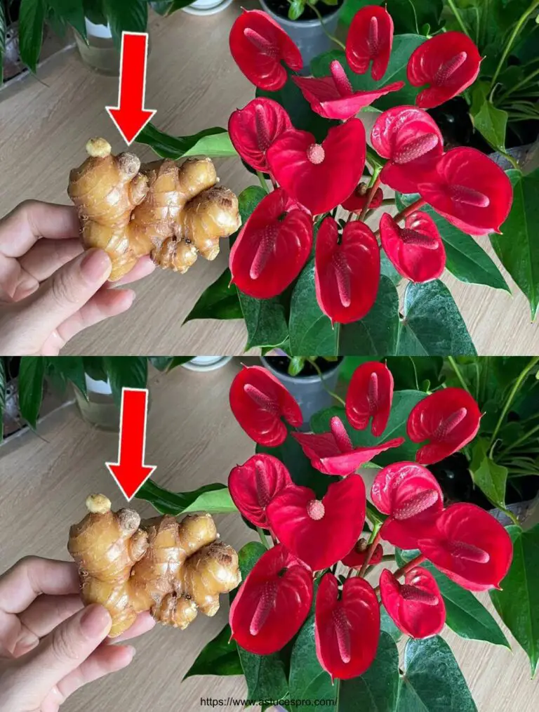 Eine einzelne Scheibe Ingwer kann das Anthurium von so vielen schönen Blumen explodieren