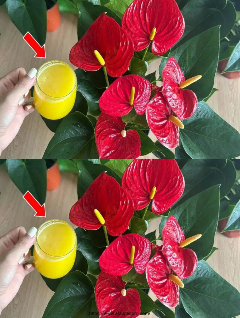 Nur 1 Tasse pro Woche, Blumen schlüpfen das ganze Jahr über ohne verwildern