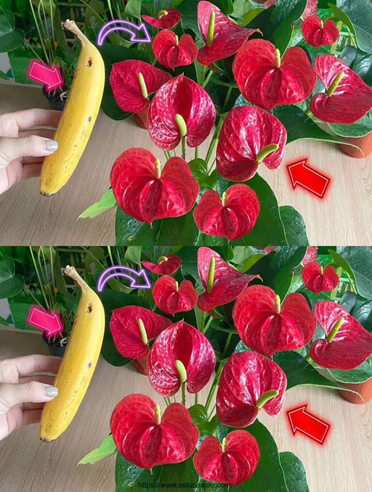 Eine Frucht pro Woche, Blumen im ganzen Jahr