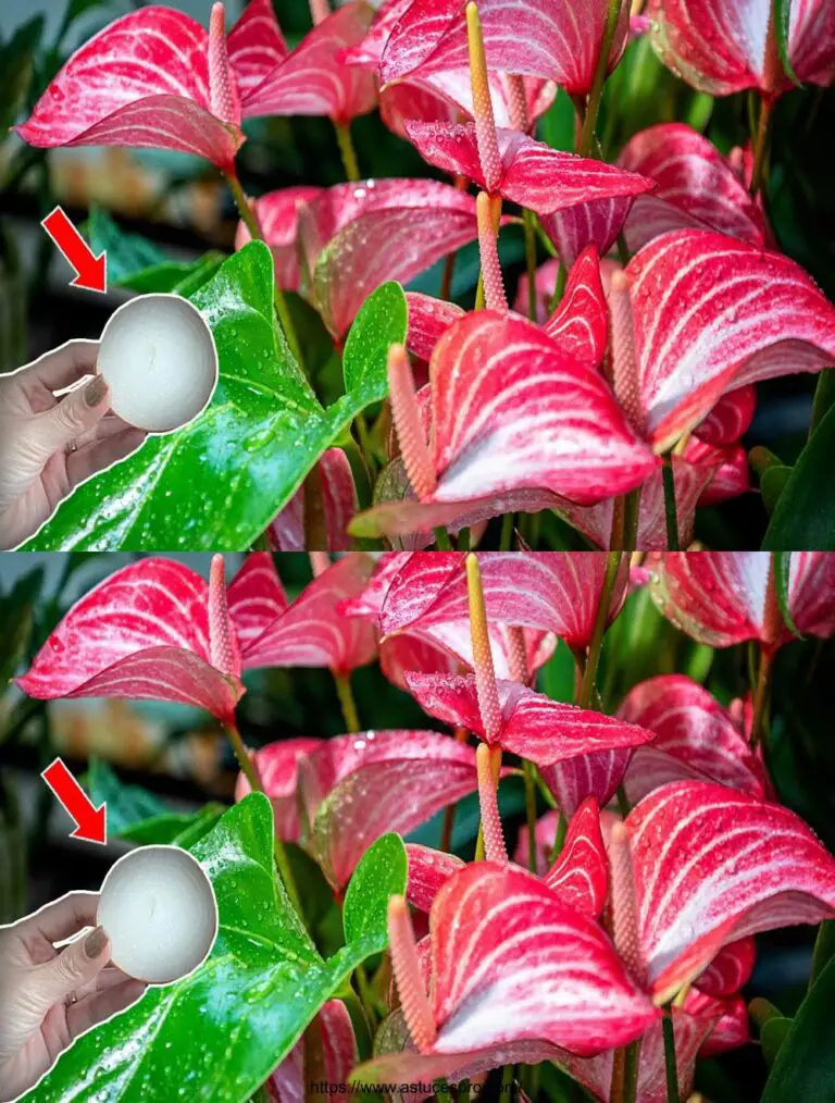 Nur ein paar Scheiben Zwiebel wird Anthurium mit so vielen schönen Blumen blühen