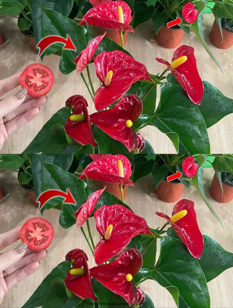 Nur ein Stück Tomaten kann das Anthurium mit so vielen schönen Blumen explodieren