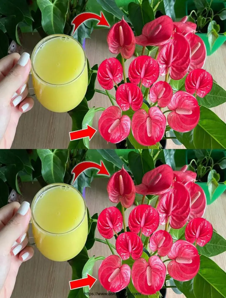 Nur 1 Tasse pro Woche für helle Blumen das ganze Jahr über