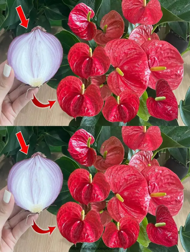 Ein Stück Zwiebel kann das Anthurium mit einer Vielzahl von schönen Blumen explodieren!