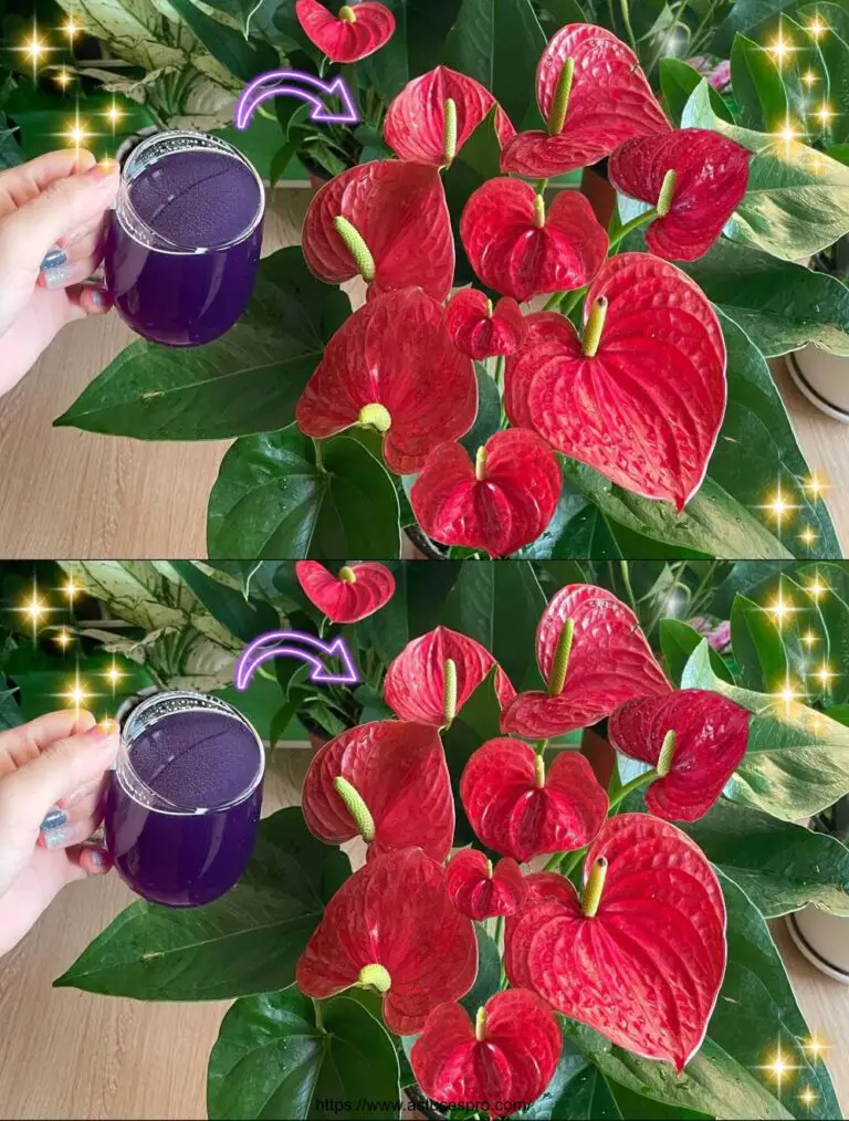 Nur ein Glas Wasser an der Wurzel blüht das Anthurium plötzlich in Fülle