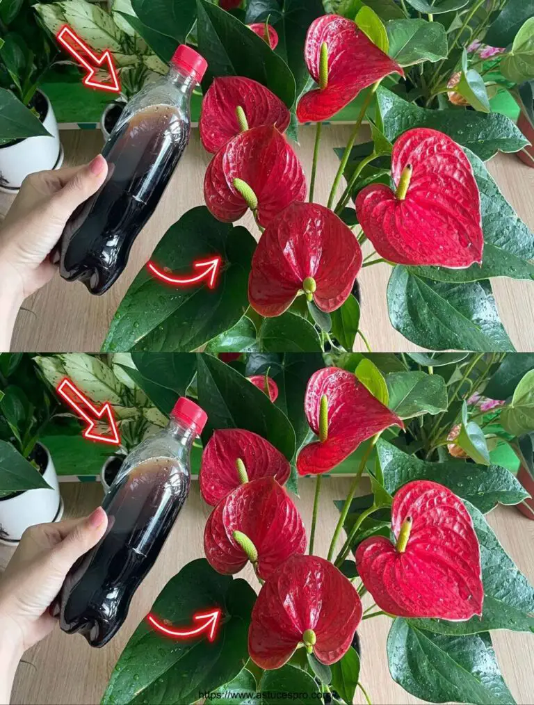 Anthurium blüht endlos mit diesen Spitzen