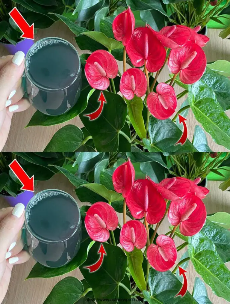 Ich habe das auf dem Anthurium bewässert! Die Pflanze wächst und blüht sofort