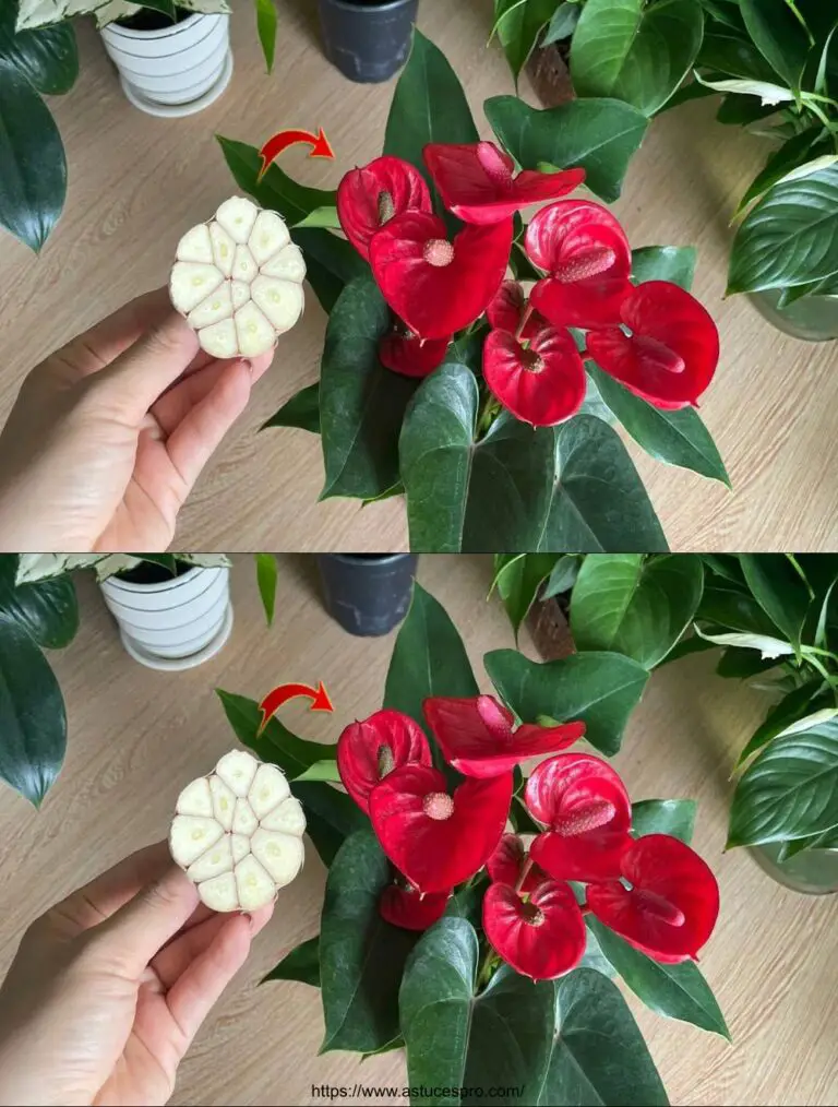 Mit nur 1 Knoblauchzehe ist das Anthurium gesund und blüht mit vielen magischen Blumen.