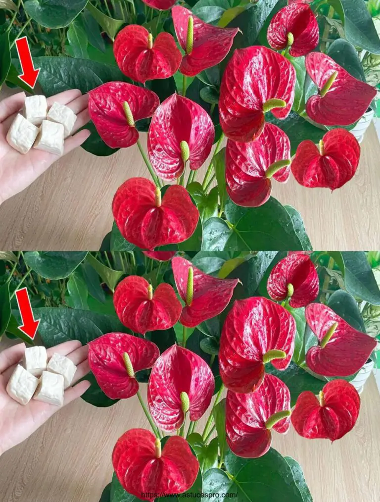 Werfen Sie nichts weg, es ist reines Gold für das Wachstum und die Entwicklung des Anthuriums